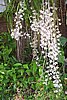 orchids at Su Su's house.JPG